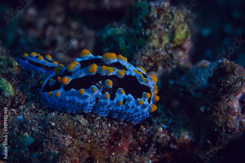 nudibranch molusk underwater photo / sea macro under water