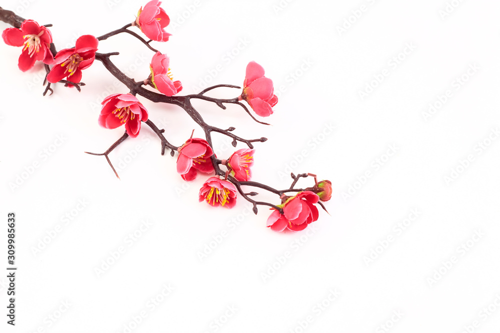 Naklejka premium blossoming cherry with bright pink