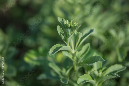 Close up of the leaves of a stevia plant.