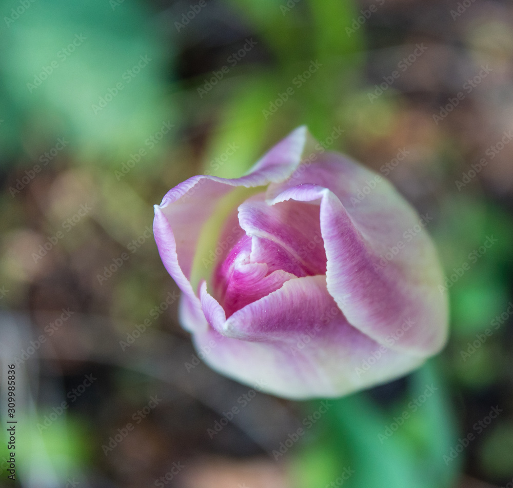 ulpe Blushing Lady (Tulipa). Lila und hellgelb. Blüte geschlossen ulpe Blushing Lady (Tulipa). Lila und hellgelb. Blüte geschlossen
