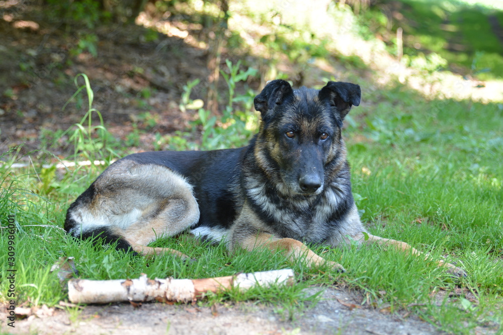 German Shepherd Dog German Shepherd Dog