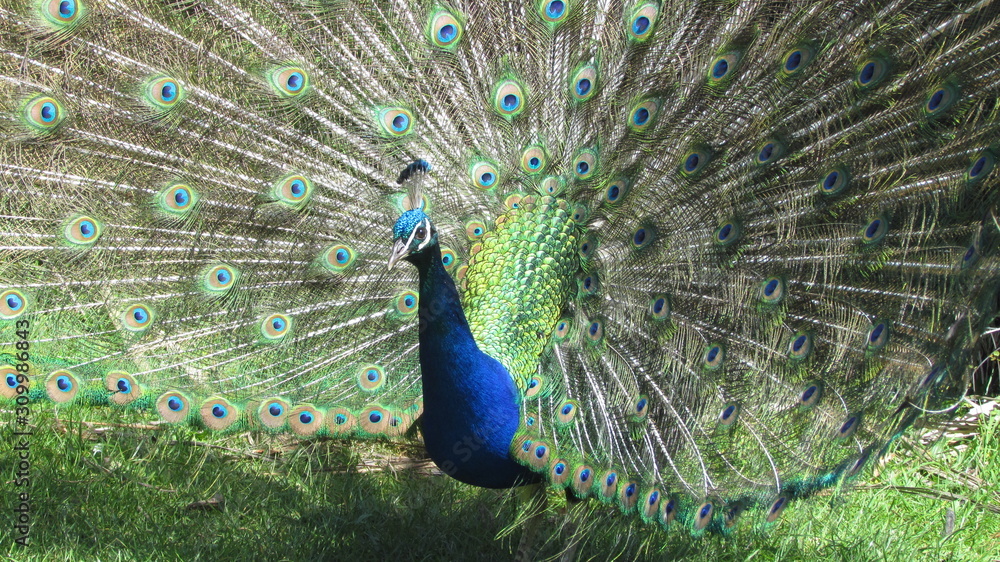 Obraz premium A peacock (Pavo cristatus) displaying at the campsite near Wharariki Beach, New Zealand