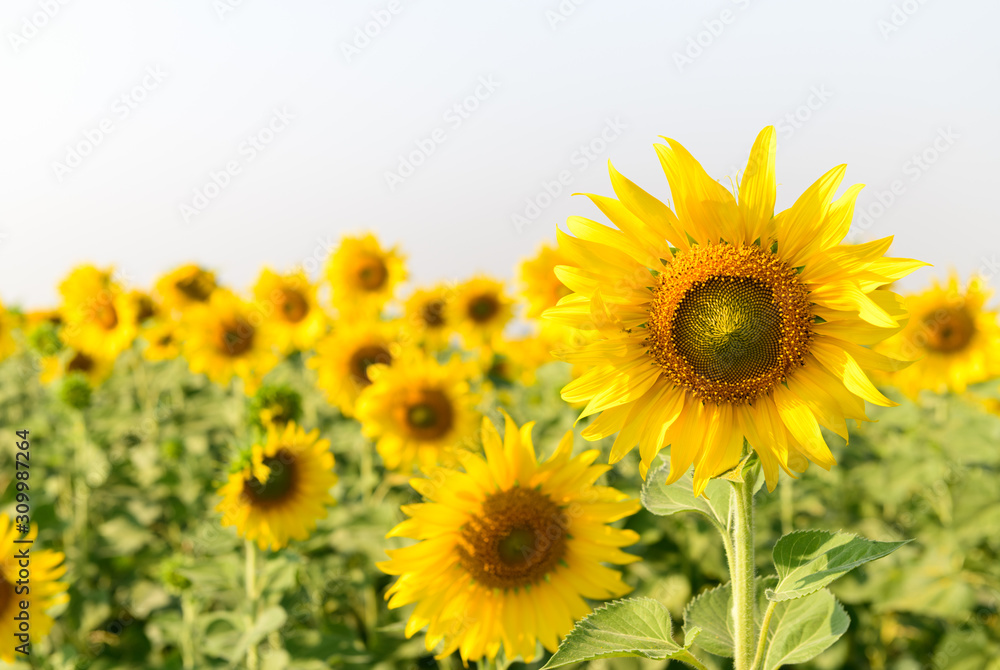 Beautiful sunflower field on summer with white sky