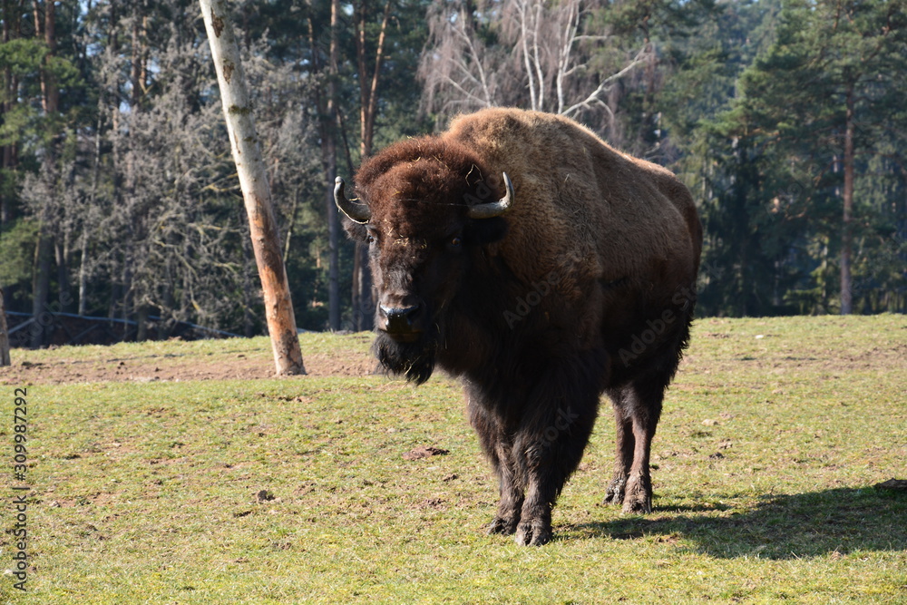 Bison - Buffalo