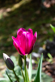 Tulpe mehrblütig (Tulipa). Pink, lilapurpur. Blüte halb geöffnet