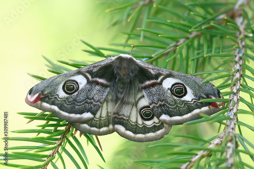 butterfly peacock-eye nocturnal / insect beautiful butterfly peacock-eye, in the wild photo