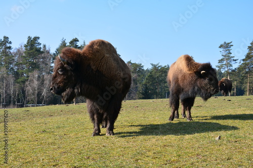 Bison - Buffalo