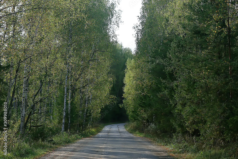 Naklejka premium summer park background / nature trees green leaves, abstract background summer view