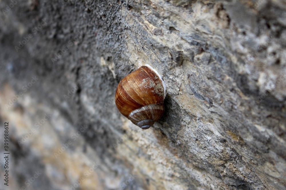 Snail attached to a stone wall Snail attached to a stone wall