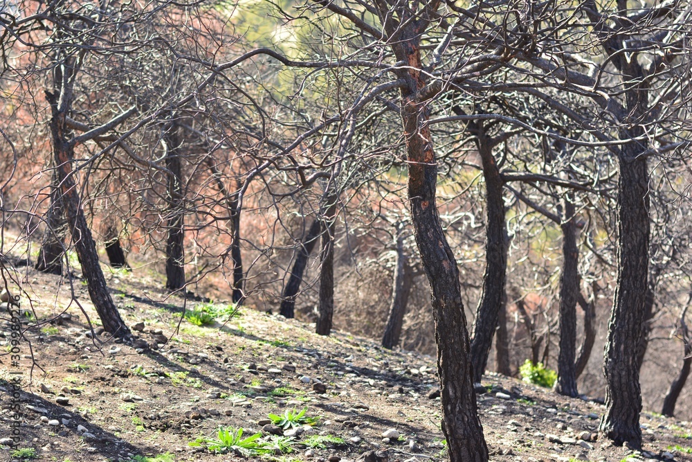 Arboles quemados después de un incendio Arboles quemados después de un incendio
