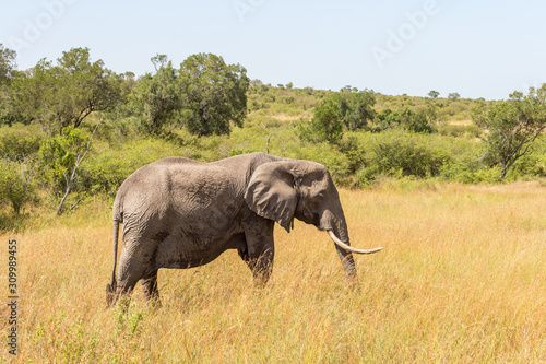 Big African Elephant walking in the savanna