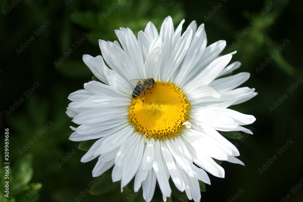 Fototapeta premium A bee collects honey from a white daisy flower. Selective focus