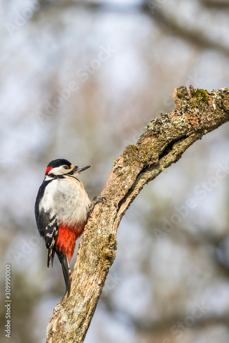 Close up of a Great spotted woodpecker on a branch