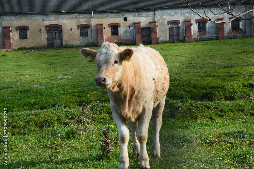 Fototapeta premium Cow