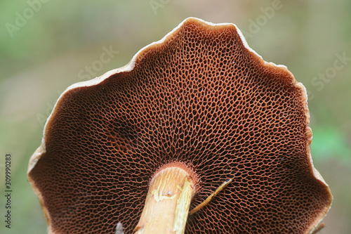 Schilderij op canvas Chalciporus piperatus, known as the peppery bolete, spicy mushroom growing wild