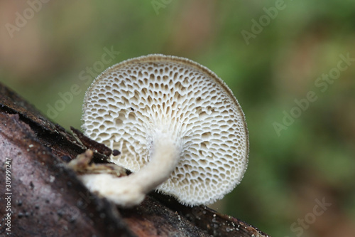 Polyporus brumalis, known as winter polypore, wild fungus from Finland photo