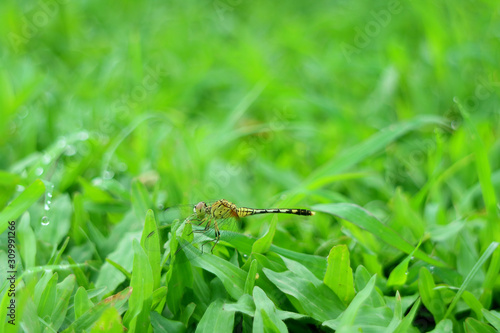 Dragonfly resting on the vibrant green grass field with copy space