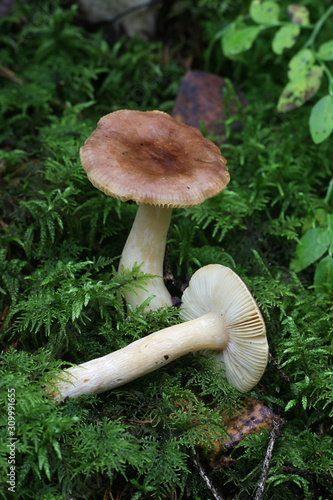 Russula nauseosa, known as  Nauseous Brittlegill, wild mushroom from Finland photo