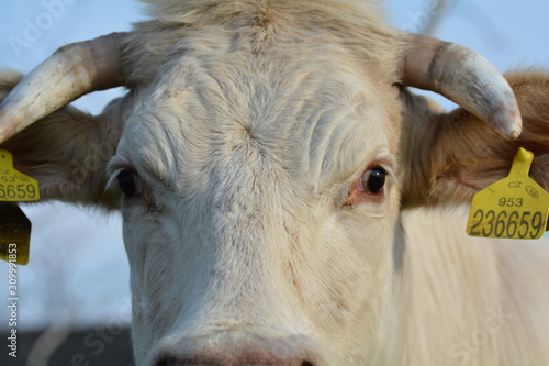 Wallpaper Mural Cow - Eyes Torontodigital.ca