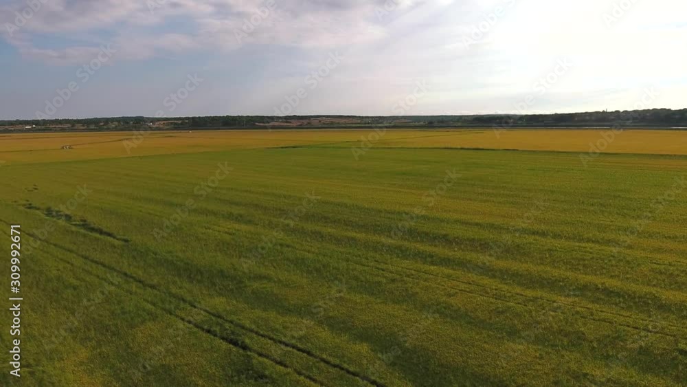 rice production fields near river bank aerial shot 4k
