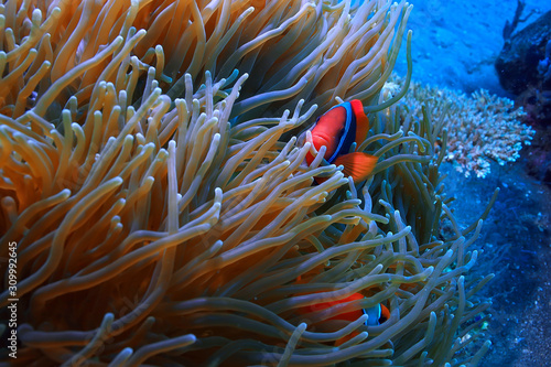 scena podwodna / rafa koralowa, świat dzikiej przyrody oceanu