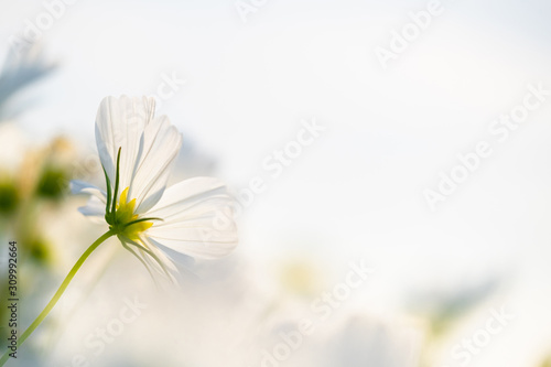 Closed up macro, beautiful white cosmos flowers under sunlight in the garden with copy space, blurred background, natural concept photo