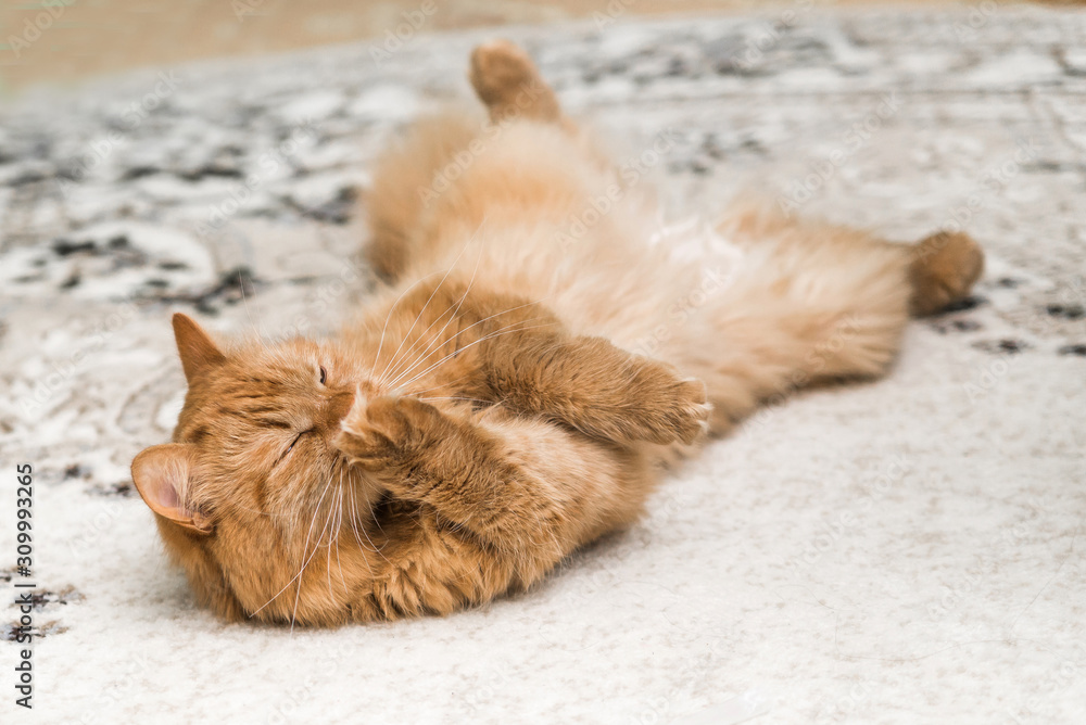 happy homemade ginger cat lies on the floor and washes