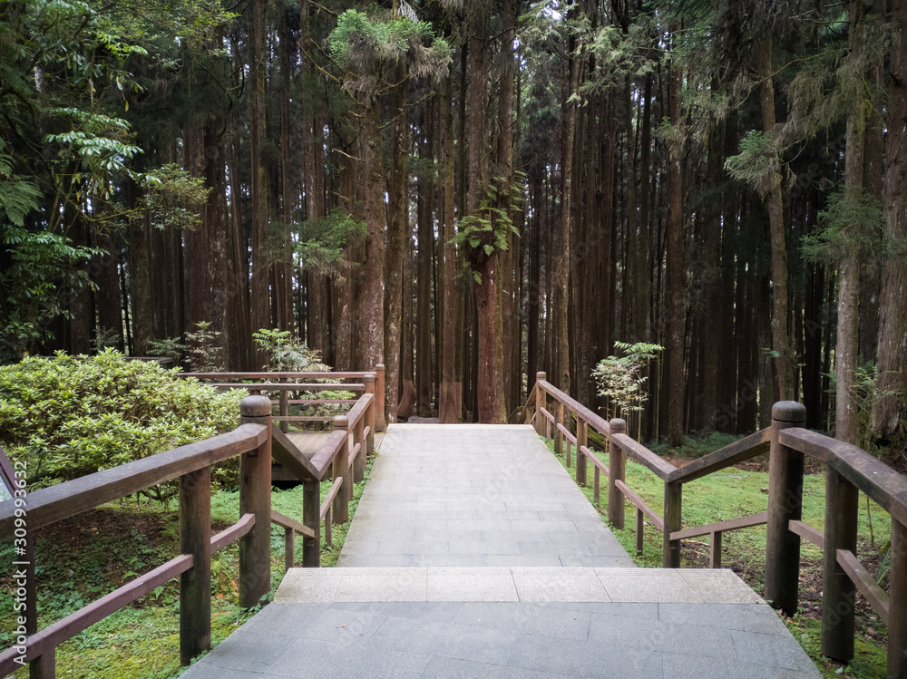 Obraz premium Ulicą do lasu. - Alishan National Forest Recreation Area w Chiayi County, Alishan Township, Tajwan