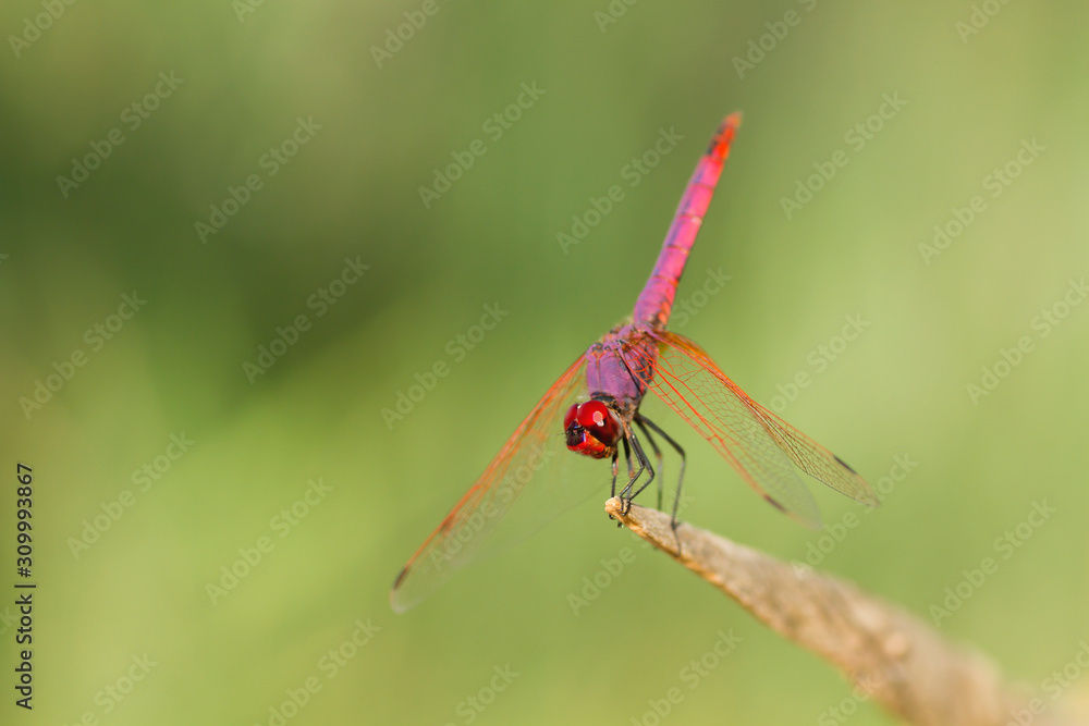 Red and purple colored dragonfly Red and purple colored dragonfly