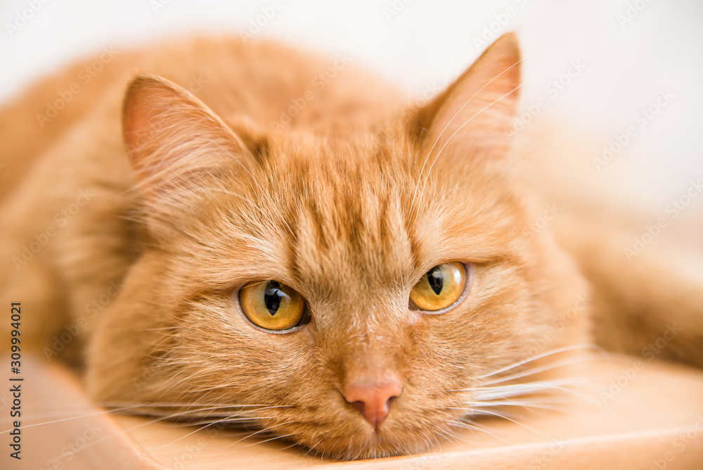 portrait of a red Siberian cat close-up. the face of a cat with yellow eyes close portrait of a red Siberian cat close-up. the face of a cat with yellow eyes close
