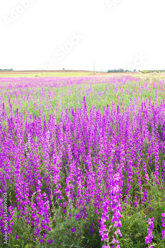 Consolida ajacis wild purple flowers