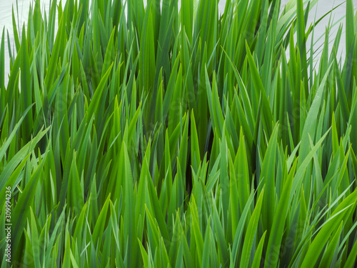 Green grass nature background