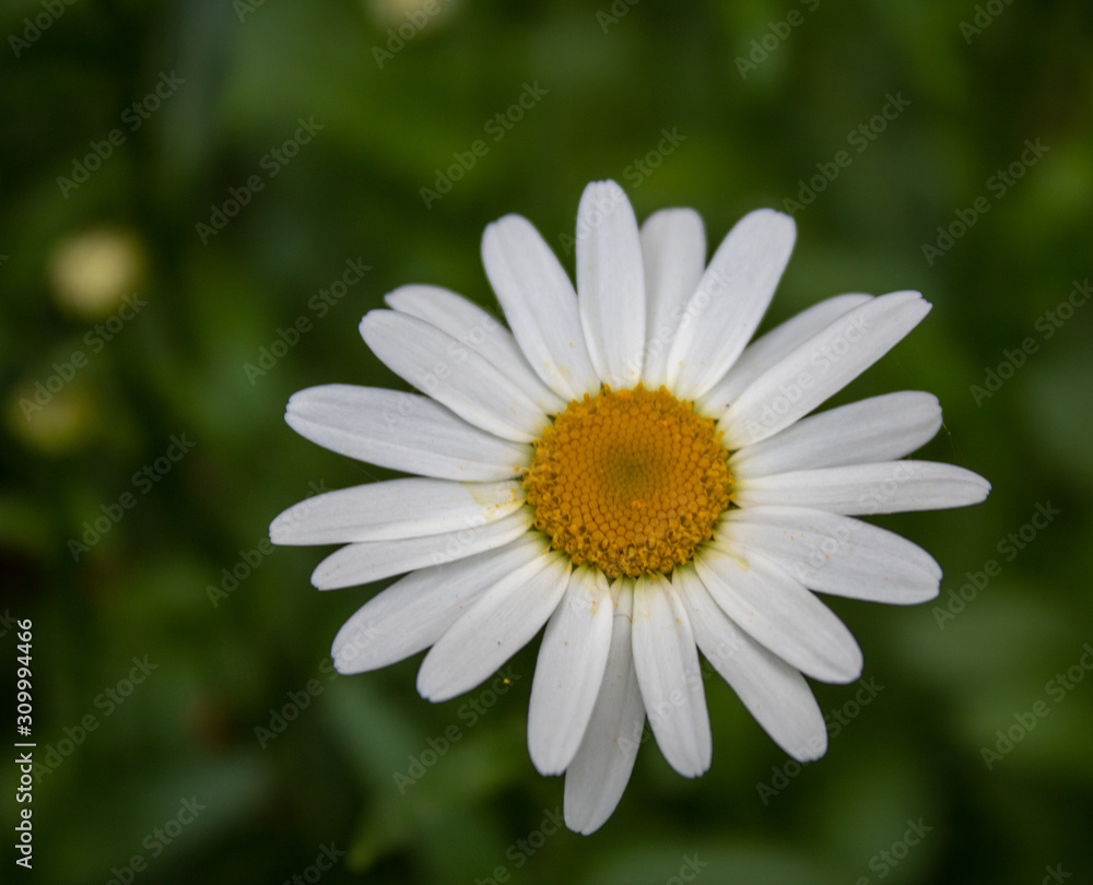 Eine einzige Margerite. (Leucanthemum) Eine einzige Margerite. (Leucanthemum)