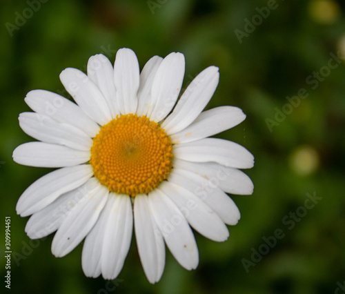 Eine einzige Margerite.  Leucanthemum 