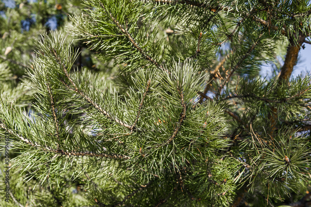 background spruce green branches on a tree
