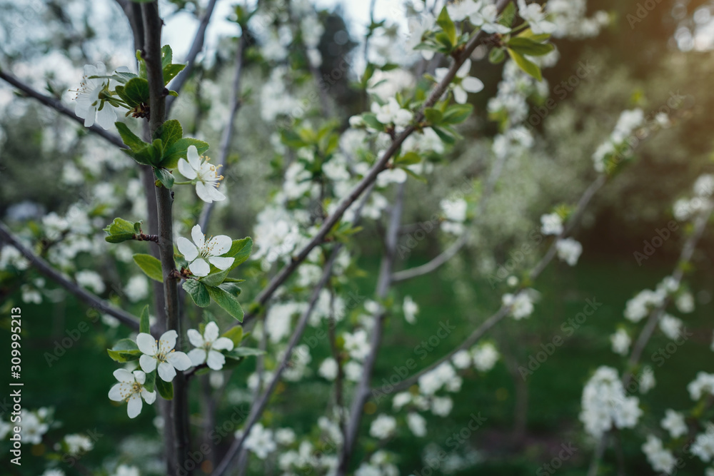 Flowers of the cherry blossoms on a spring day Flowers of the cherry blossoms on a spring day