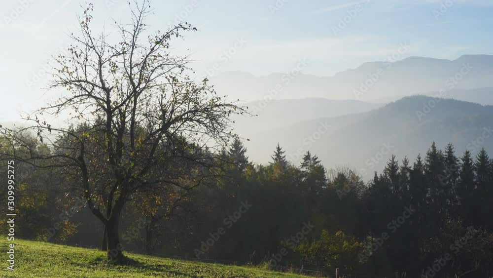 beautiful morning fog mountain silhouettes with the green lawn and tree landscape in the austrian mountains