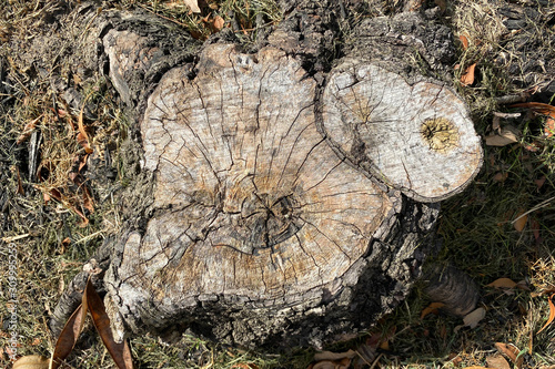 fungus on tree stump
