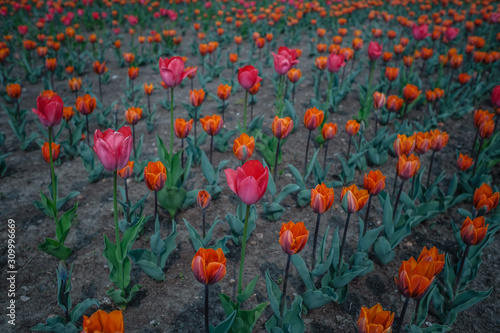 the tulips flower blooming in spring garden.