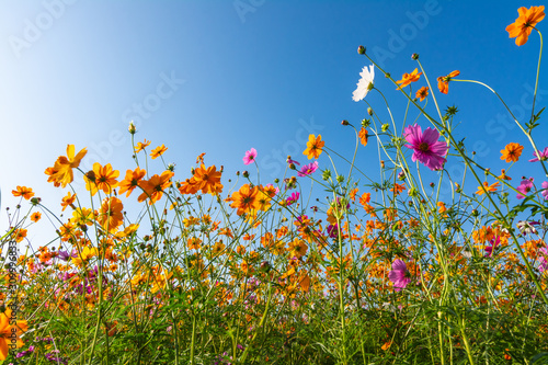 Beautiful cosmos flowers are blooming in the gardens under the blue    sky    background