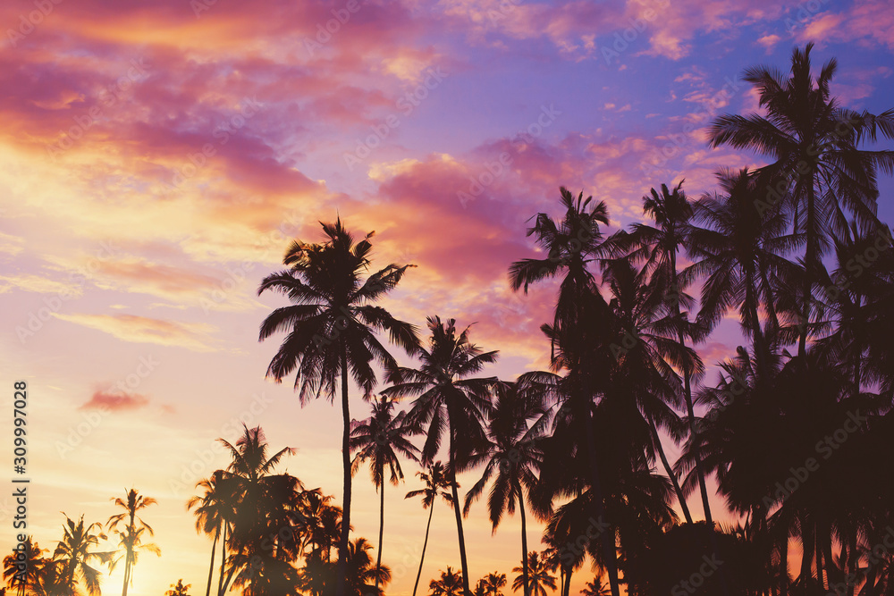 Dark silhouettes of coconut palm trees against colorful sunset  sky on tropical island. Vacation and exotic travel concept background.