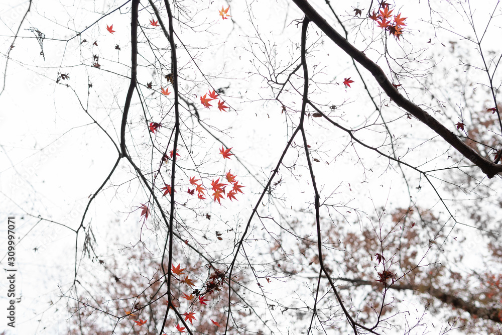 モミジ 赤 / Maple branches and colored leaves looking up, Japan