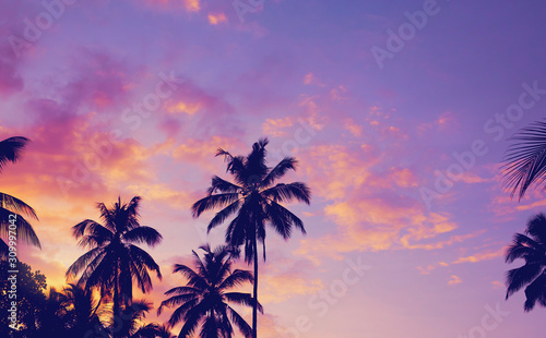 Dark silhouettes of coconut palm trees against colorful sunset sky on tropical island. Vacation and exotic travel concept background.