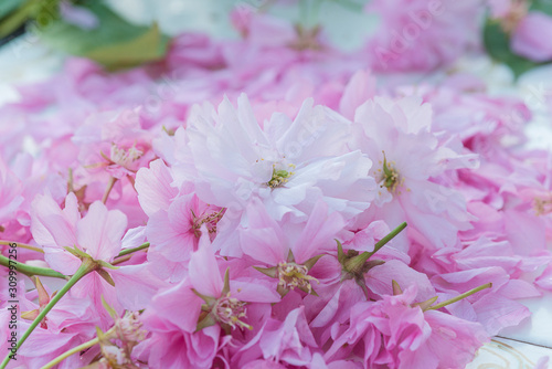 Beautiful pink sakura or cherry blossom close up. Pink flower heads of cherry blossom close up