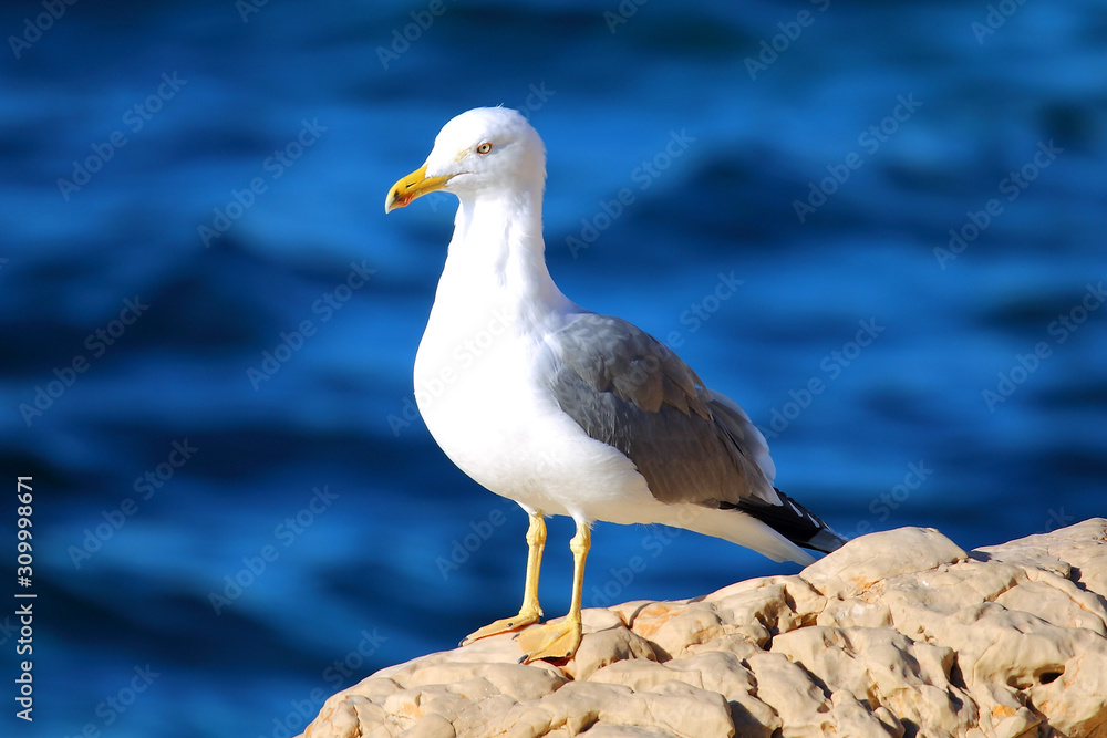 Seagull on the rocks with the sea in the background Seagull on the rocks with the sea in the background