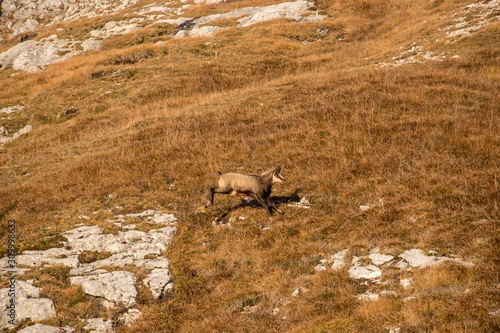 Chamois running over mountain pasture