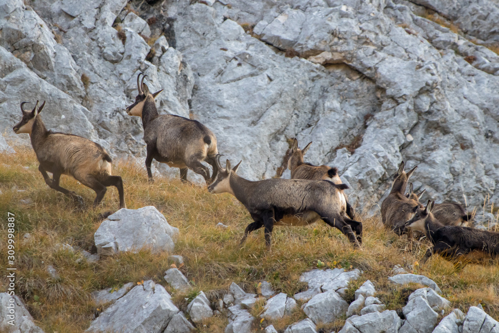 A herd of chamoises running in mountains close up A herd of chamoises running in mountains close up