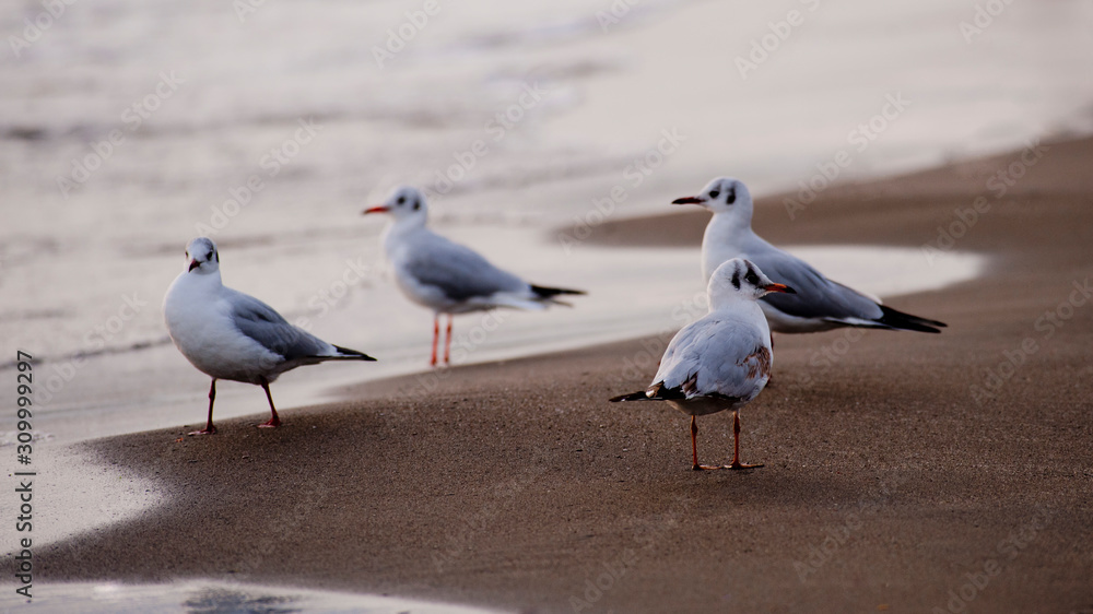 Fototapeta premium set of seagulls on the shore of the beach at sunset