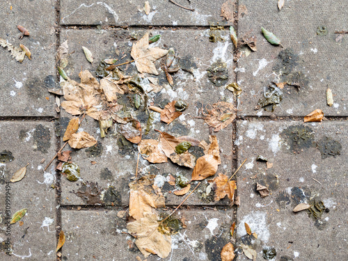 Full frame shot of bird poop and leaves