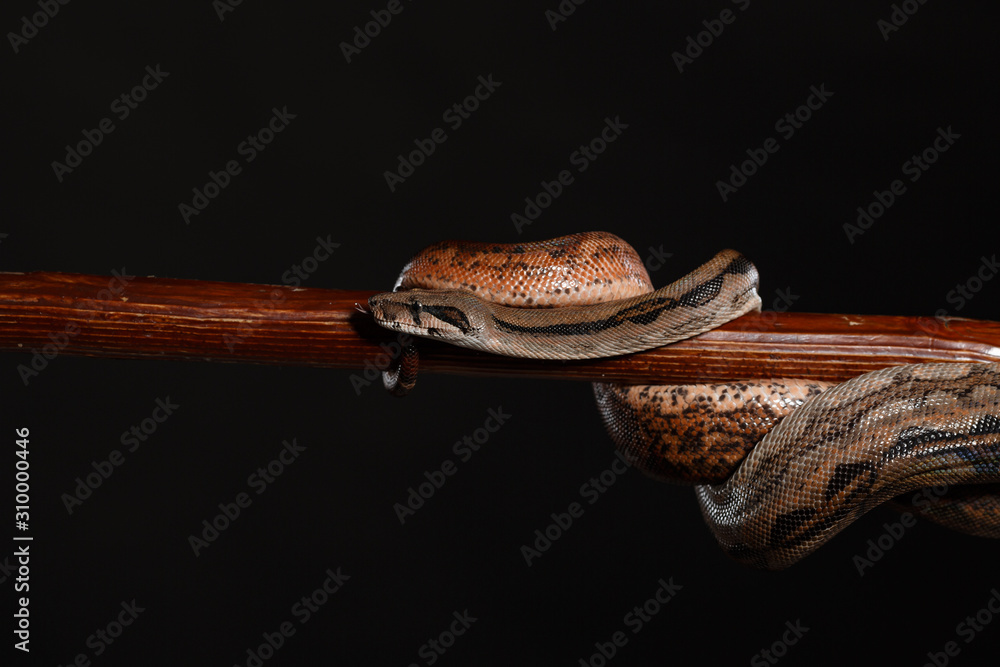 Royal Python, or Ball Python Python regius, studio Royal Python, or Ball Python Python regius, studio